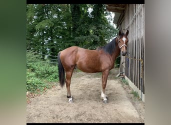 Franches-Montagnes, Hongre, 2 Ans, 163 cm, Bai