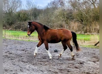 Franches-Montagnes, Hongre, 3 Ans, 150 cm, Bai