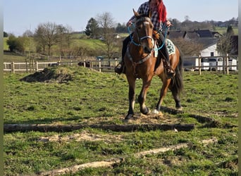 Franches-Montagnes, Hongre, 3 Ans, 153 cm, Bai
