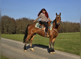 Franches-Montagnes, Hongre, 3 Ans, 153 cm, Bai
