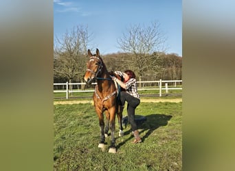 Franches-Montagnes, Hongre, 3 Ans, 153 cm, Bai