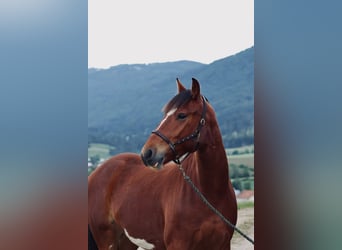 Franches-Montagnes, Hongre, 3 Ans, 154 cm, Bai