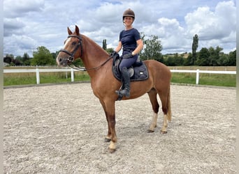 Franches-Montagnes, Hongre, 3 Ans, 155 cm, Alezan