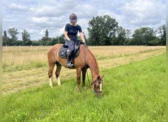 Franches-Montagnes, Hongre, 3 Ans, 155 cm, Alezan