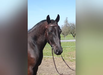 Franches-Montagnes, Hongre, 3 Ans, 155 cm, Bai brun