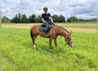 Franches-Montagnes, Hongre, 3 Ans, 155 cm, Bai