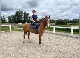 Franches-Montagnes, Hongre, 3 Ans, 155 cm, Bai