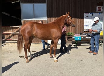 Franches-Montagnes, Hongre, 3 Ans, 156 cm, Alezan