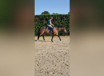 Franches-Montagnes, Hongre, 3 Ans, 156 cm, Bai brun