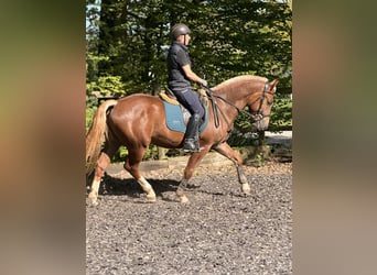 Franches-Montagnes, Hongre, 3 Ans, 157 cm, Alezan brûlé