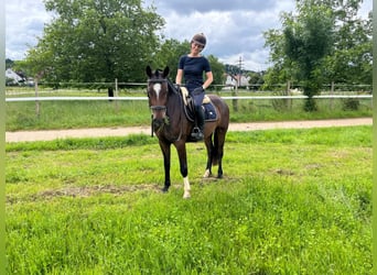 Franches-Montagnes, Hongre, 3 Ans, 157 cm, Bai brun