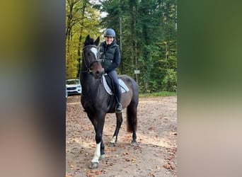 Franches-Montagnes, Hongre, 3 Ans, 157 cm, Bai brun