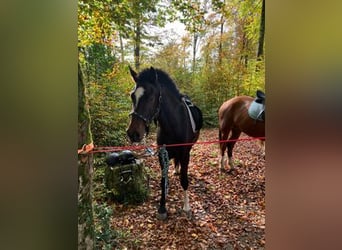 Franches-Montagnes, Hongre, 3 Ans, 157 cm, Bai brun