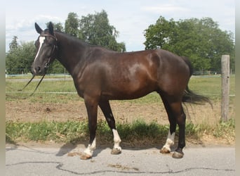 Franches-Montagnes, Hongre, 3 Ans, 157 cm, Bai brun foncé