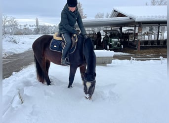 Franches-Montagnes, Hongre, 3 Ans, 158 cm, Bai brun