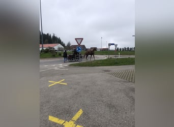 Franches-Montagnes, Hongre, 3 Ans, 158 cm, Bai