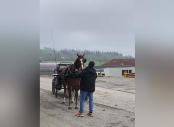 Franches-Montagnes, Hongre, 3 Ans, 158 cm, Bai
