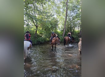 Franches-Montagnes, Hongre, 3 Ans, 159 cm, Bai brun