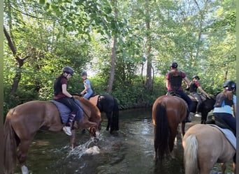 Franches-Montagnes, Hongre, 3 Ans, 159 cm, Bai brun
