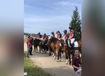 Franches-Montagnes, Hongre, 3 Ans, 159 cm, Bai brun