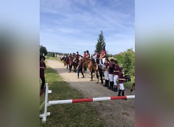 Franches-Montagnes, Hongre, 3 Ans, 159 cm, Bai brun