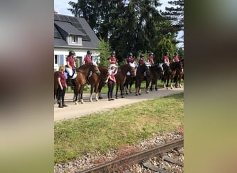 Franches-Montagnes, Hongre, 3 Ans, 159 cm, Bai brun