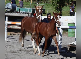 Franches-Montagnes, Hongre, 3 Ans, 160 cm, Alezan brûlé
