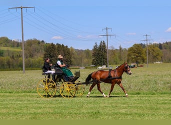 Franches-Montagnes, Hongre, 3 Ans, 160 cm, Bai