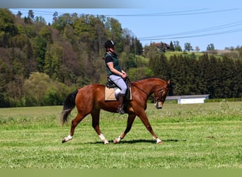 Franches-Montagnes, Hongre, 3 Ans, 160 cm, Bai