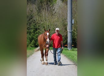 Franches-Montagnes, Hongre, 3 Ans, 160 cm, Bai