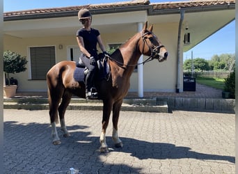 Franches-Montagnes, Hongre, 3 Ans, 162 cm, Alezan brûlé