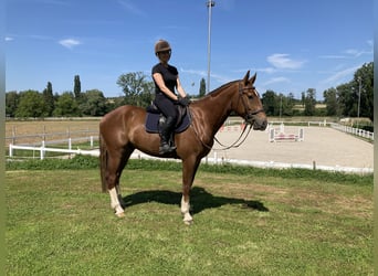 Franches-Montagnes, Hongre, 3 Ans, 162 cm, Alezan brûlé