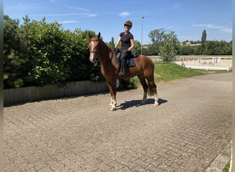 Franches-Montagnes, Hongre, 3 Ans, 162 cm, Alezan brûlé