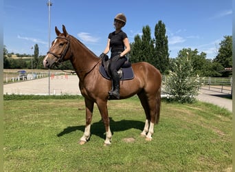 Franches-Montagnes, Hongre, 3 Ans, 162 cm, Alezan brûlé