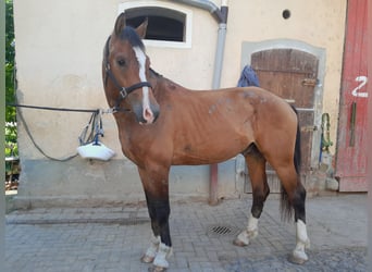 Franches-Montagnes, Hongre, 3 Ans, 163 cm, Bai