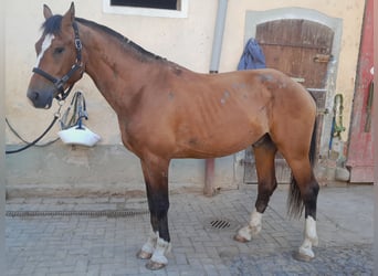 Franches-Montagnes, Hongre, 3 Ans, 163 cm, Bai