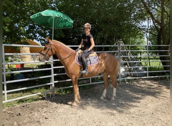 Franches-Montagnes, Hongre, 3 Ans, 164 cm, Alezan