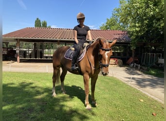 Franches-Montagnes, Hongre, 3 Ans, 164 cm, Alezan