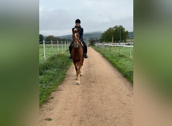 Franches-Montagnes, Hongre, 3 Ans, 164 cm, Alezan