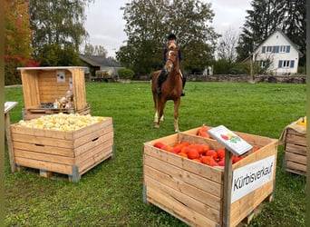 Franches-Montagnes, Hongre, 3 Ans, 164 cm, Alezan