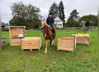 Franches-Montagnes, Hongre, 3 Ans, 164 cm, Alezan