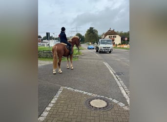 Franches-Montagnes, Hongre, 3 Ans, 164 cm, Alezan