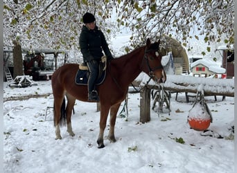 Franches-Montagnes, Hongre, 3 Ans, 164 cm, Bai