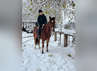 Franches-Montagnes, Hongre, 3 Ans, 164 cm, Bai