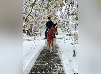 Franches-Montagnes, Hongre, 3 Ans, 164 cm, Bai