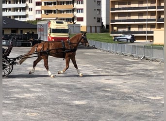 Franches-Montagnes, Hongre, 4 Ans, 151 cm, Bai