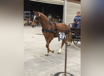 Franches-Montagnes, Hongre, 4 Ans, 151 cm, Bai