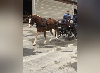 Franches-Montagnes, Hongre, 4 Ans, 151 cm, Bai