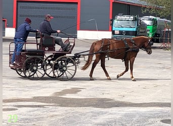 Franches-Montagnes, Hongre, 4 Ans, 151 cm, Bai