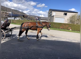 Franches-Montagnes, Hongre, 4 Ans, 151 cm, Bai